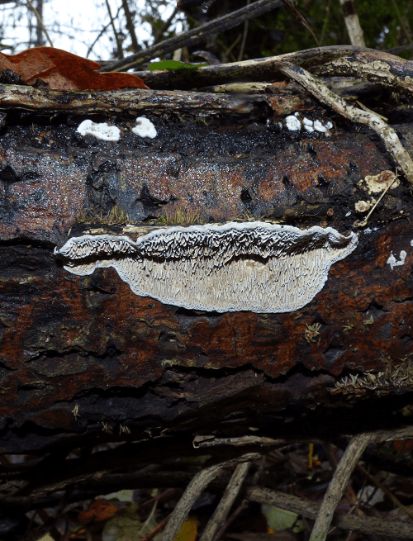 Bracket-shaped fruit body on a fallen tree in Ware, UK.